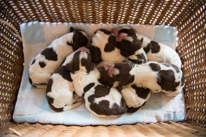 De maurin - English Springer Spaniel - Portée née le 22/05/2016