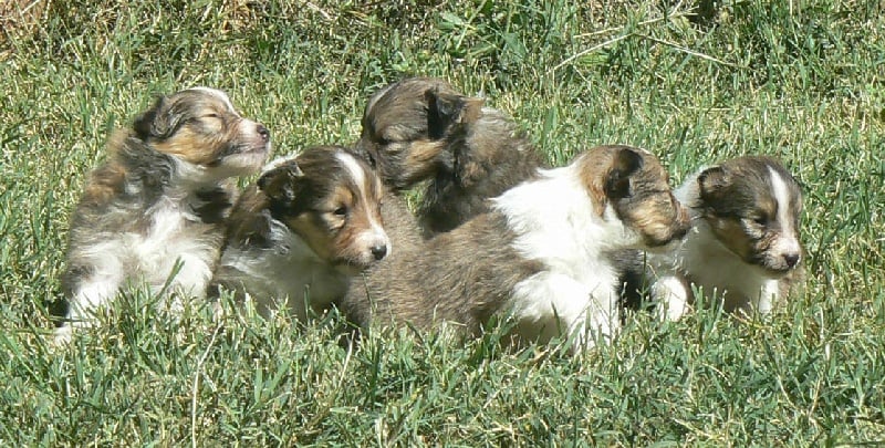 Chiot Shetland Sheepdog Des mille eclats des tournesol