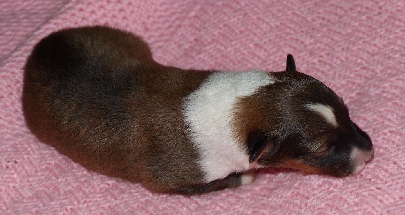 Chiot Shetland Sheepdog Des mille eclats des tournesol