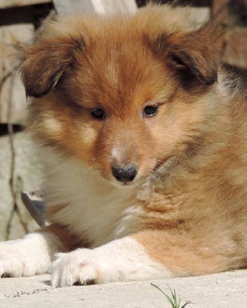 Chiot Shetland Sheepdog Des mille eclats des tournesol