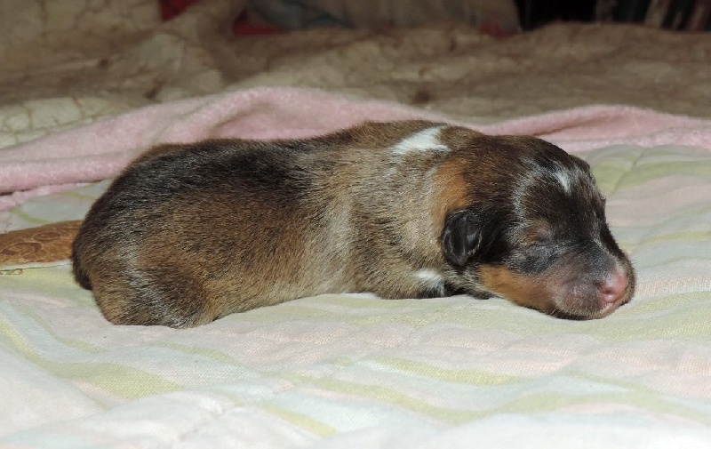 Des mille eclats des tournesol - Shetland Sheepdog - Portée née le 24/01/2015