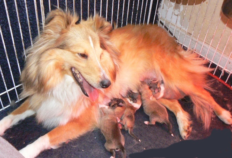 Chiot Shetland Sheepdog Des mille eclats des tournesol