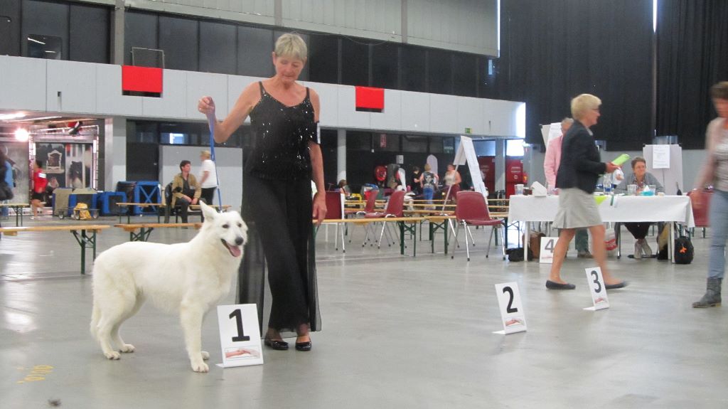 du domaine de pegase -  ROTTERDAM n° 114 1° EXC. CAC CACIB BEST FEMALE BEST OPPOSITE  SEX