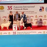 du domaine de pegase - carton plein HIBIS 1 EXC.CAC CACIB MEILLEUR DE RACE BOG 2 Espagne oct.