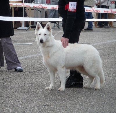 du domaine de pegase - EFY du domaine de pegase 1°excellent CACIB MEILLEUR DE RACE BOB à Agen