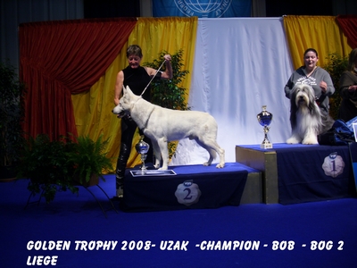 du domaine de pegase - Golden Dog Trophy  BIS 2° PLUS BEAU CHIEN DE L' EXPO