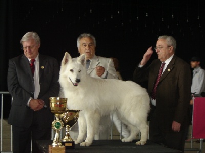 du domaine de pegase - CRESUS dit CASPER BEST IN SHOW à Namur ( B)