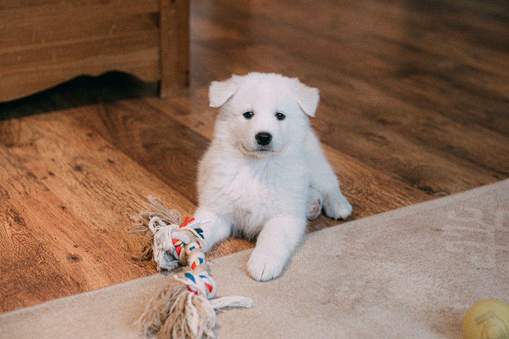 Les chiots Samoyède : Un guide complet pour les futurs propriétaires 