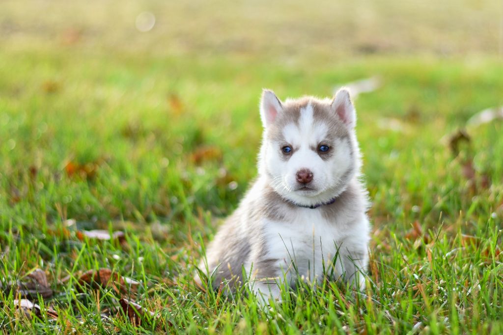 Des guerriers chippewas - Les bébés Huskies : ce qu'il faut savoir