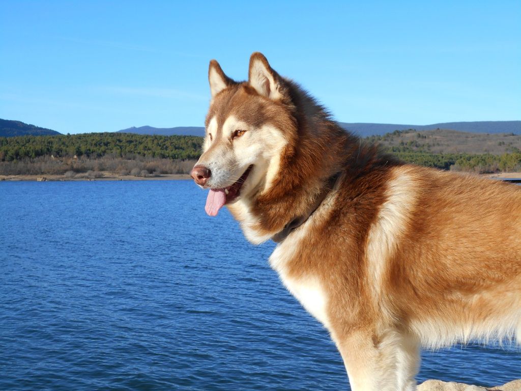 Les Huskies de Sibérie et le Climat : conseils pour l'Été et l'Hiver