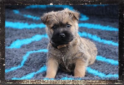 Adoptez un Cairn Terrier : La race parfaite pour les familles