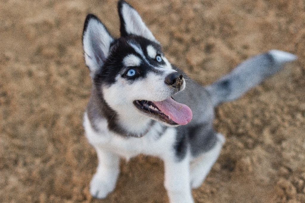 Des guerriers chippewas - Les Huskies mâles: Votre Prochain Compagnon à Quatre Pattes