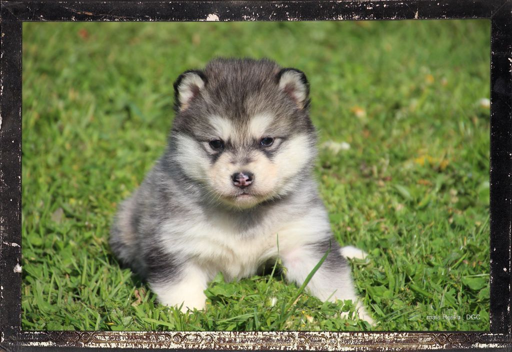 Les chiots Alaskan Malamute : les compagnons parfaits 