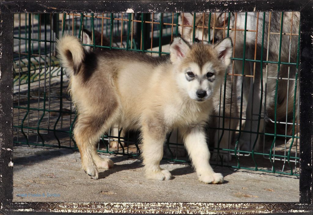 Des guerriers chippewas - Alaskan Malamute - Portée née le 31/03/2024