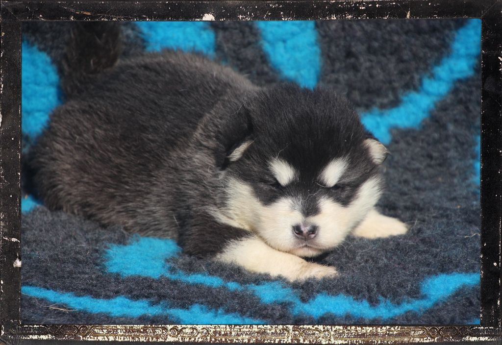 Des guerriers chippewas - Alaskan Malamute - Portée née le 21/09/2024