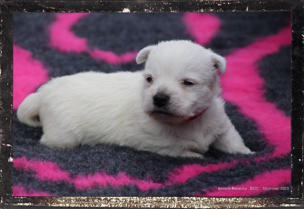 Des guerriers chippewas - West Highland White Terrier - Portée née le 14/12/2022