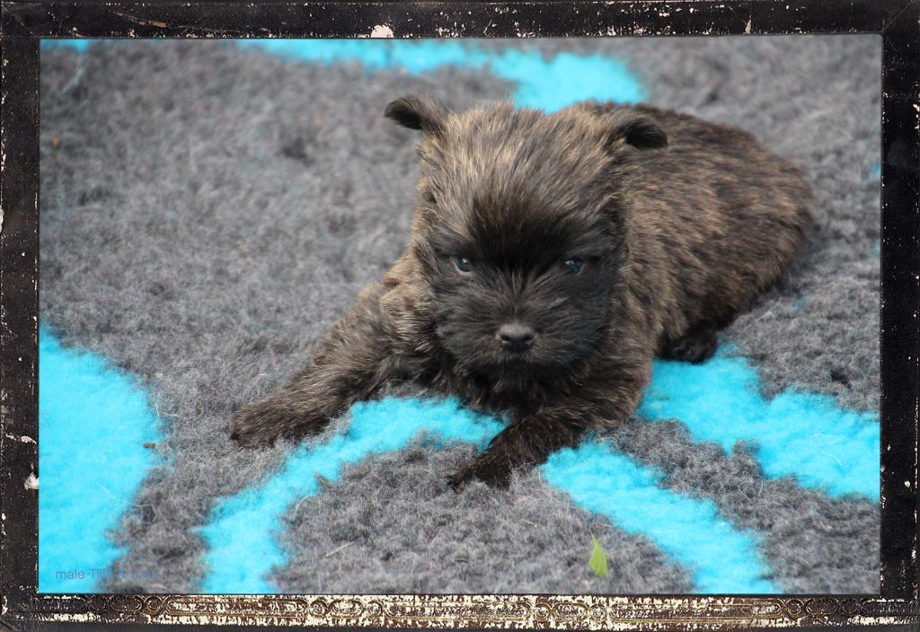 Des guerriers chippewas - Cairn Terrier - Portée née le 15/04/2024