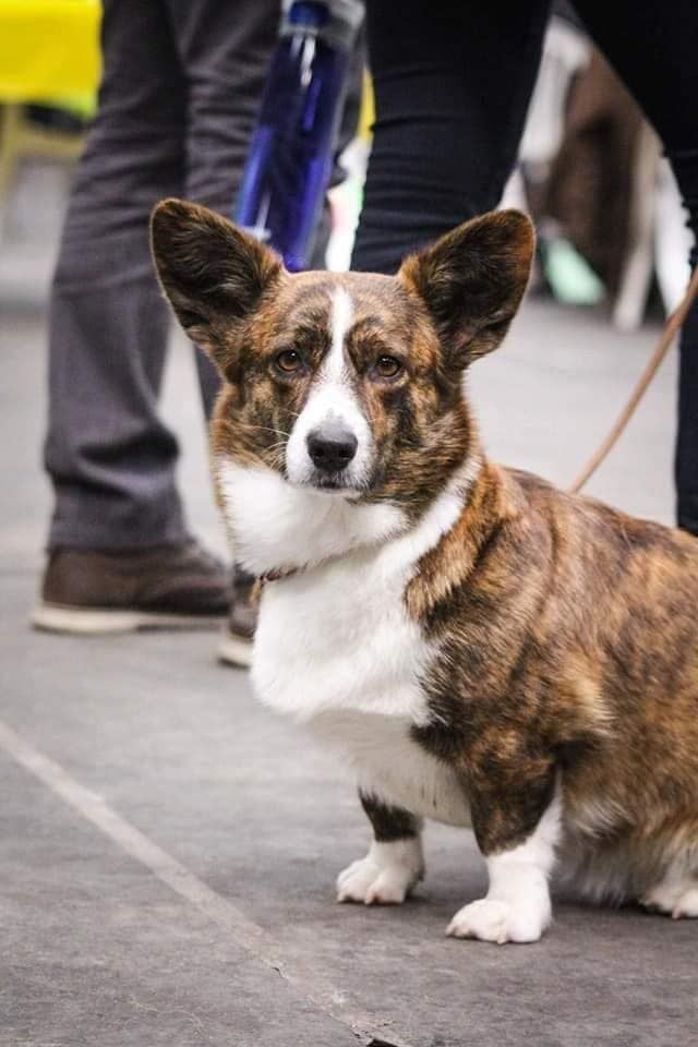 CAC MALOUINE A LA NE DU CORGI