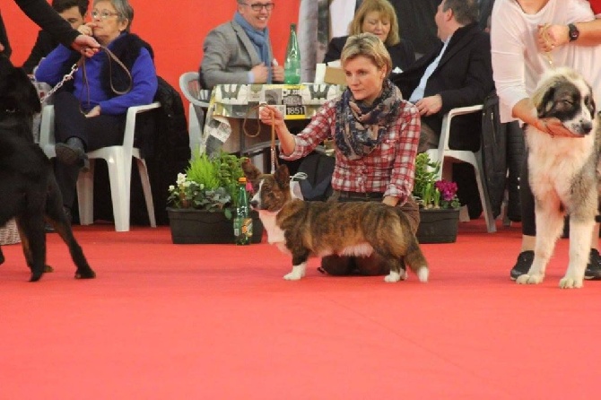 du mont des croisettes - RÉSULTATS DU PARIS DOG SHOW