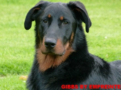 du mont des croisettes - PARIS DOG SHOW