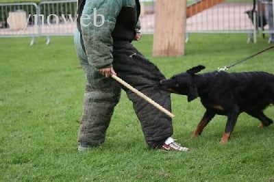 du mont des croisettes - Vazie obtient son brevet de chien de defense