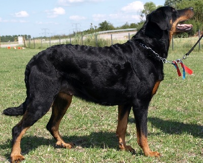 du mont des croisettes - Beauceron a l'honneur a l'expo de Flixencourt