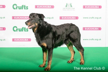 du mont des croisettes - Bob à La crufts 2019