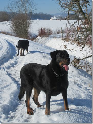 des Gaillards des Terres Froides - GUELIA & GOLIATH