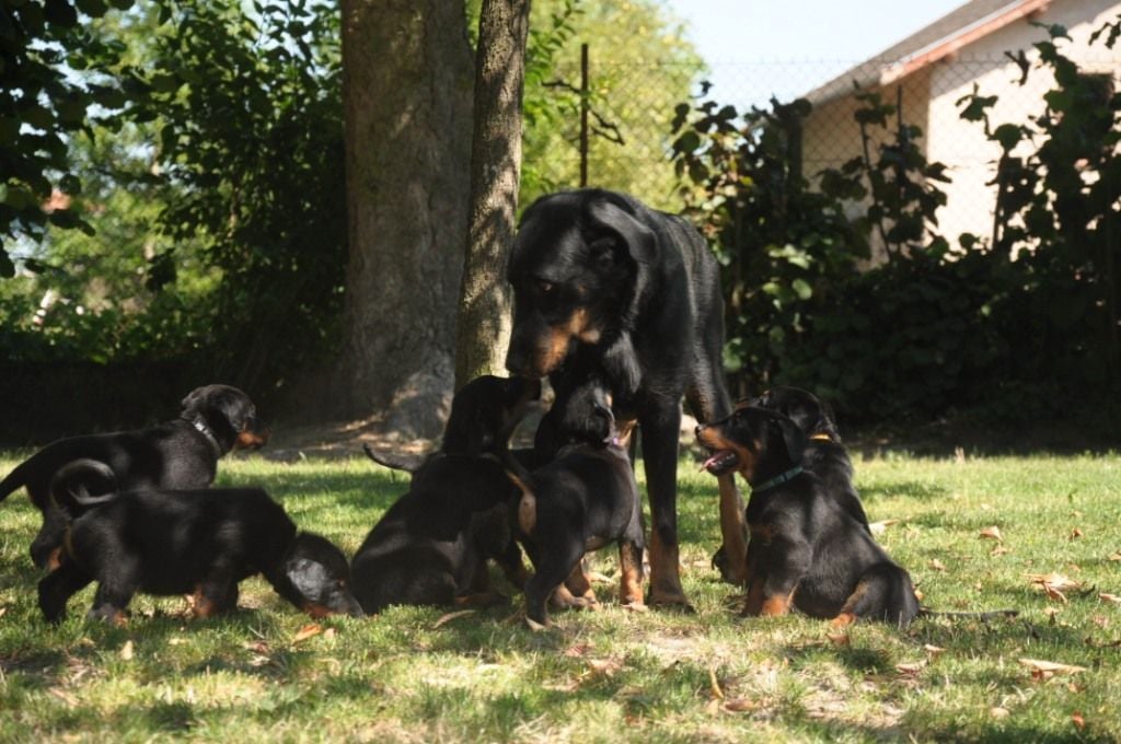 des Gaillards des Terres Froides - Bon anniversaire les bébés !!!