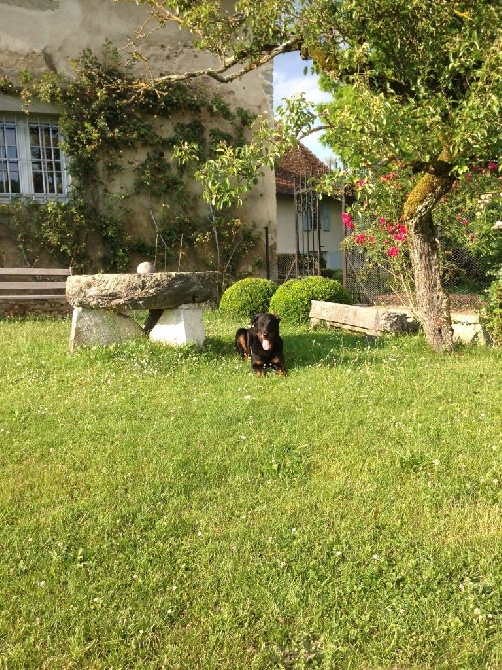 des Gaillards des Terres Froides - IGOR au jardin