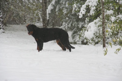 des Gaillards des Terres Froides - ICHTUS ! découvre la neige du Jura