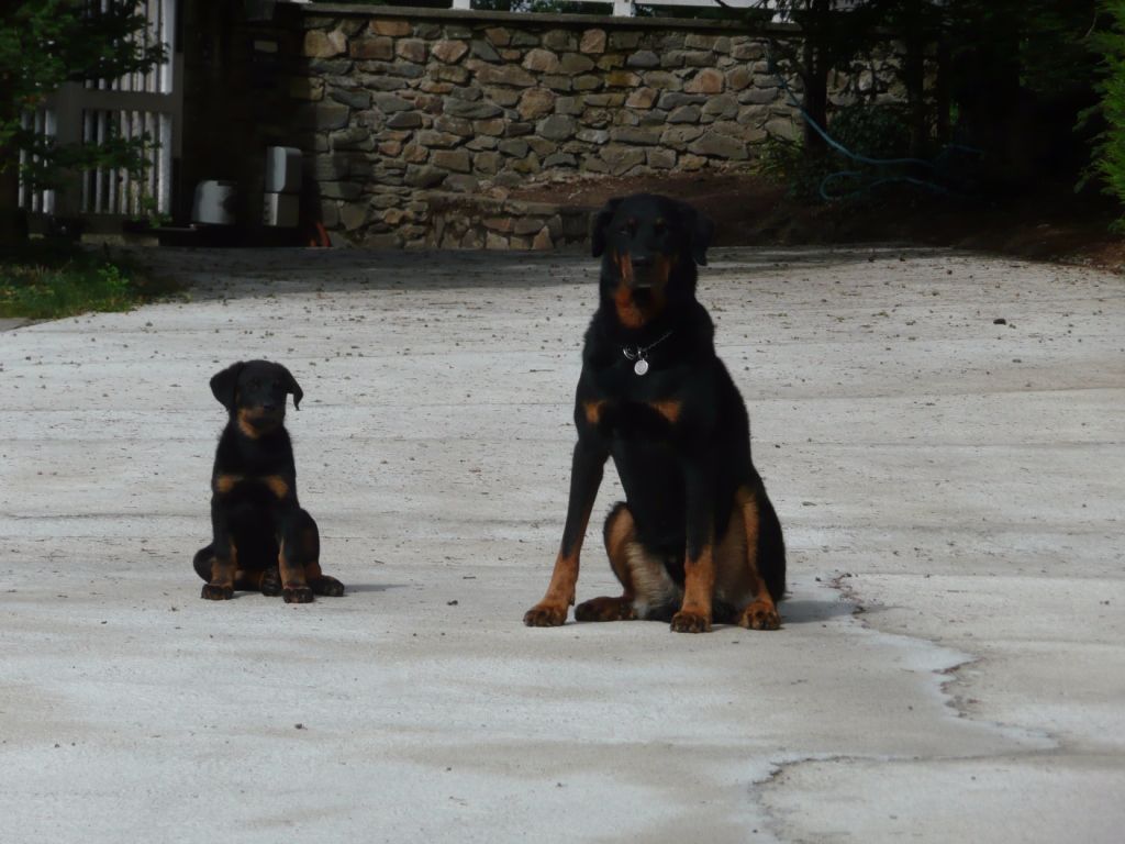 des Gaillards des Terres Froides - NERIO chez lui avec DANTE ELIOTT