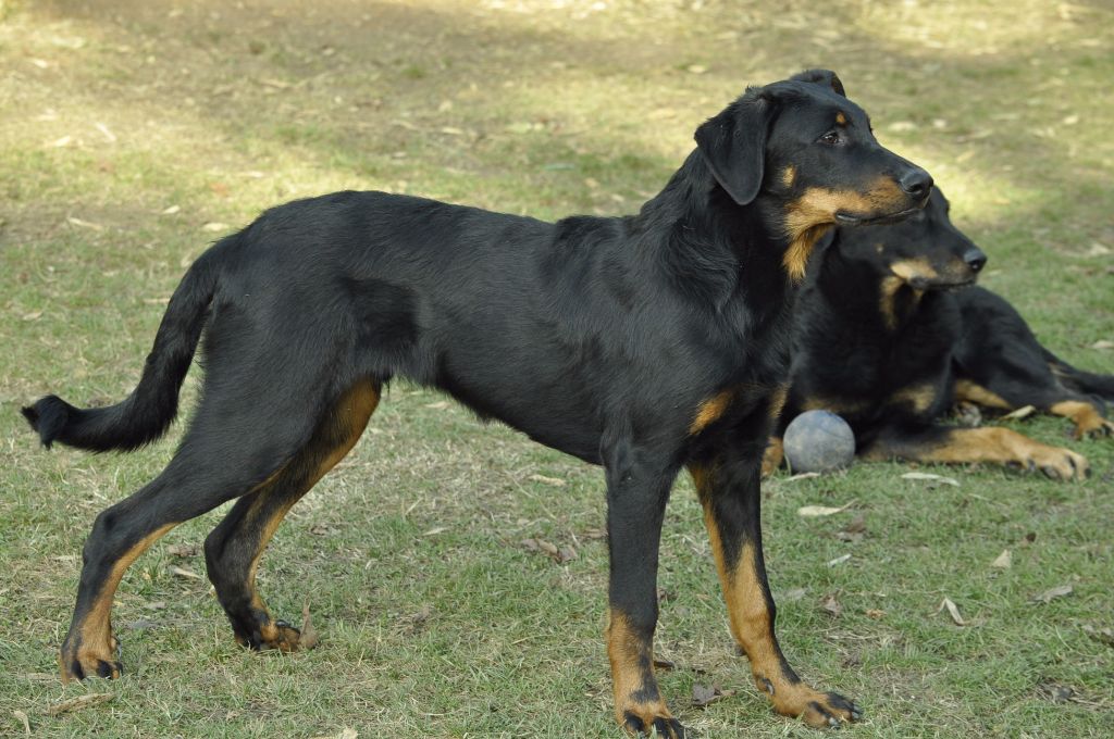 des Gaillards des Terres Froides - NINA et NOX 6 mois