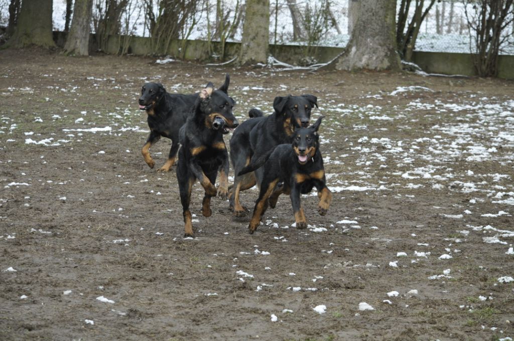 des Gaillards des Terres Froides - OONA 5 mois