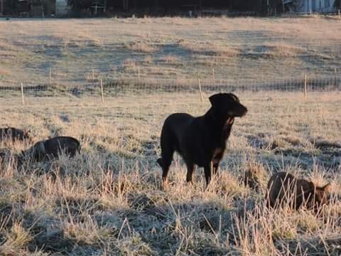 des Gaillards des Terres Froides - IHKU sous le soleil de la Finlande