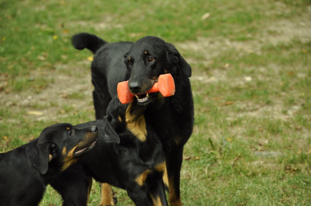 des Gaillards des Terres Froides - Petits beaucerons en folie !