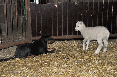 des Gaillards des Terres Froides - IHKU 3 mois et les moutons 