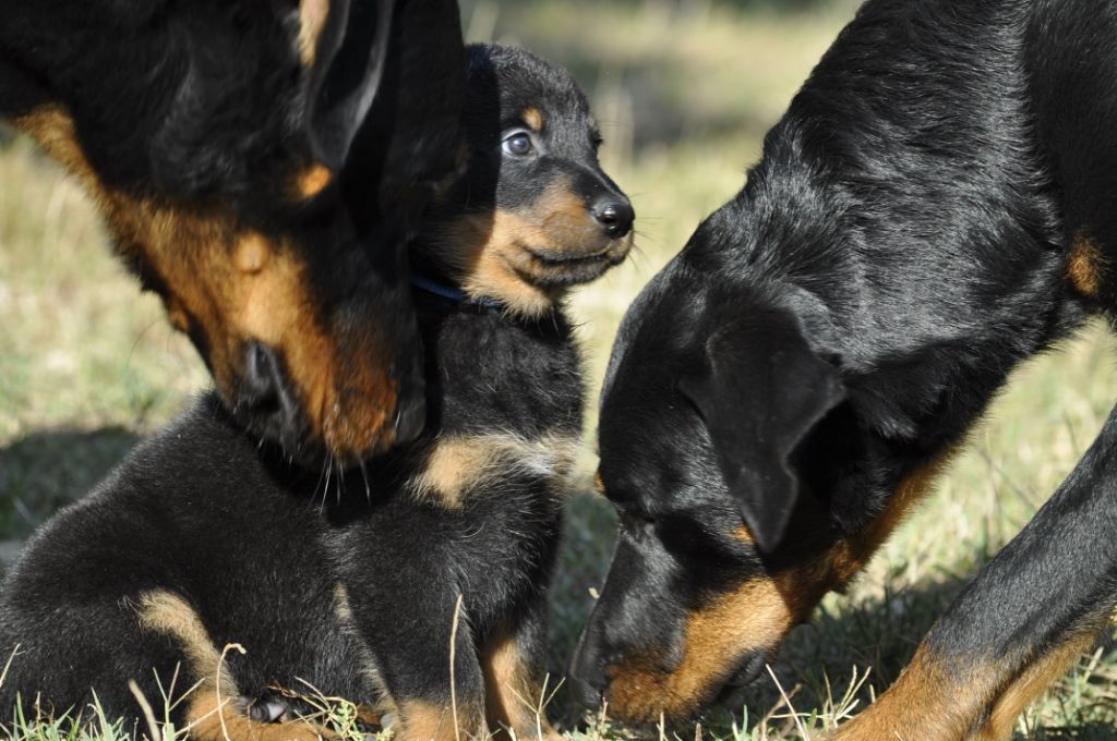 des Gaillards des Terres Froides - la 6ème semaine des bébés