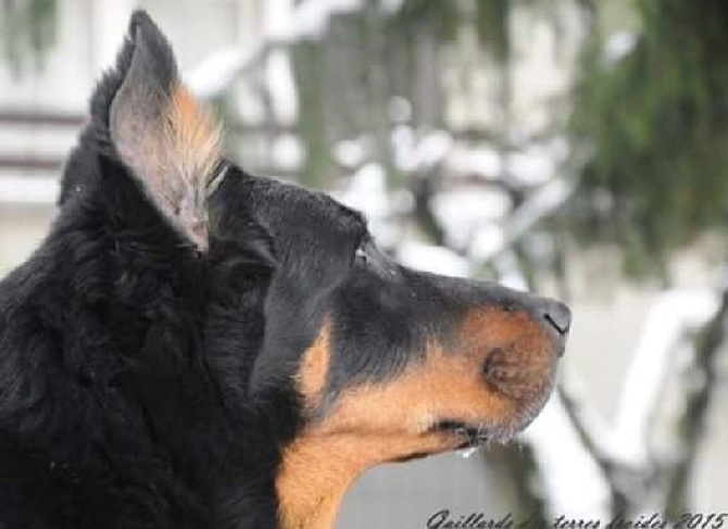 des Gaillards des Terres Froides - La neige, ils aiment  !!!!!