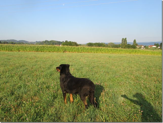 des Gaillards des Terres Froides - Bon anniversaire les petits 2011 !