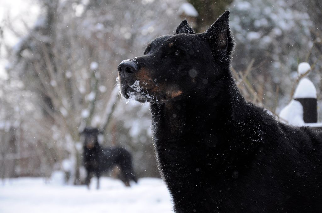 des Gaillards des Terres Froides - 5 ans déjà