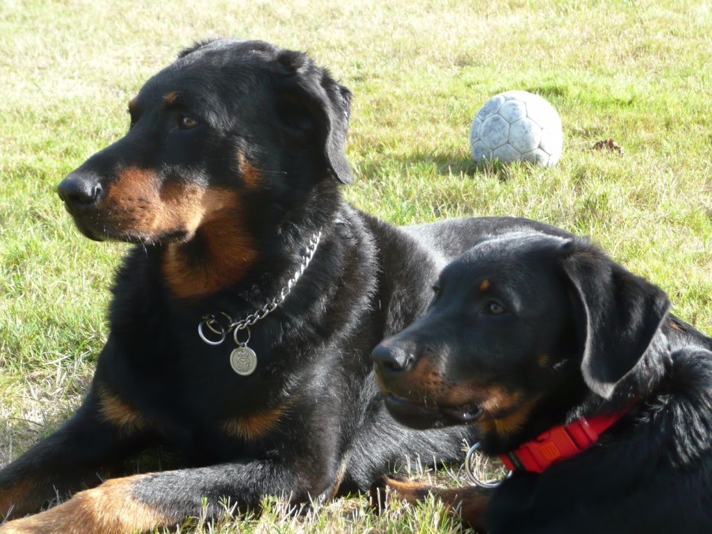 des Gaillards des Terres Froides - NERIO 4 mois et DANTE ELIOTT 9 ans