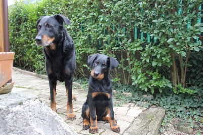 des Gaillards des Terres Froides - I'ABBY... ses 3 mois