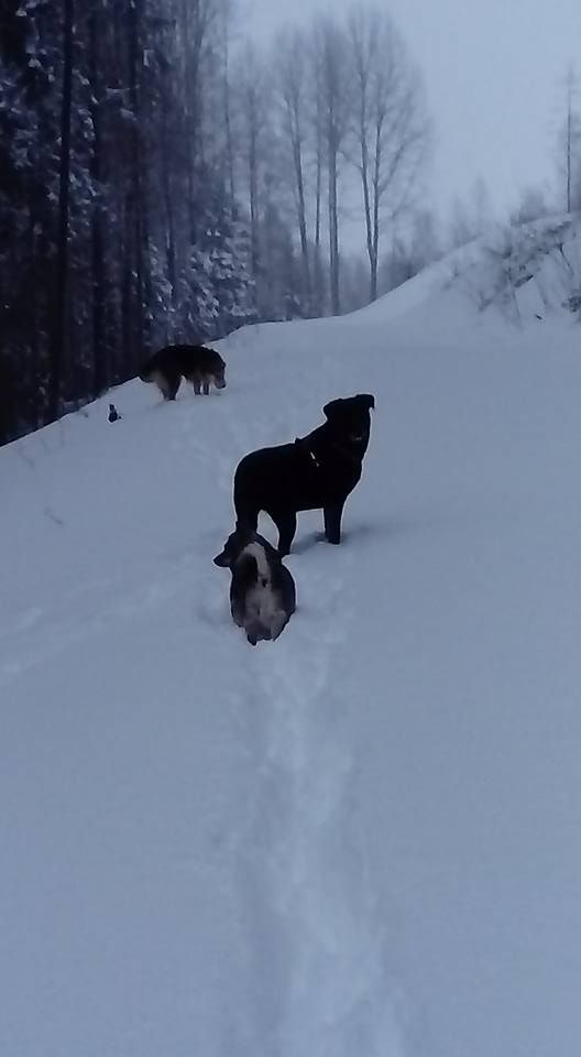 des Gaillards des Terres Froides - IHKU dans la neige en Finlande