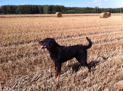 des Gaillards des Terres Froides - le beau GRIMM !!