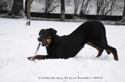 des Gaillards des Terres Froides - Pour ses 6 mois, la neige en cadeau !!!