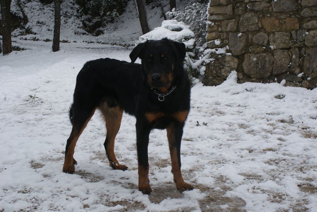 des Gaillards des Terres Froides - N'YO NAYAT  ses 9 mois dans la neige !