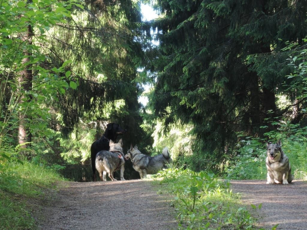 des Gaillards des Terres Froides - IHKU 4 ans  en Finlande 