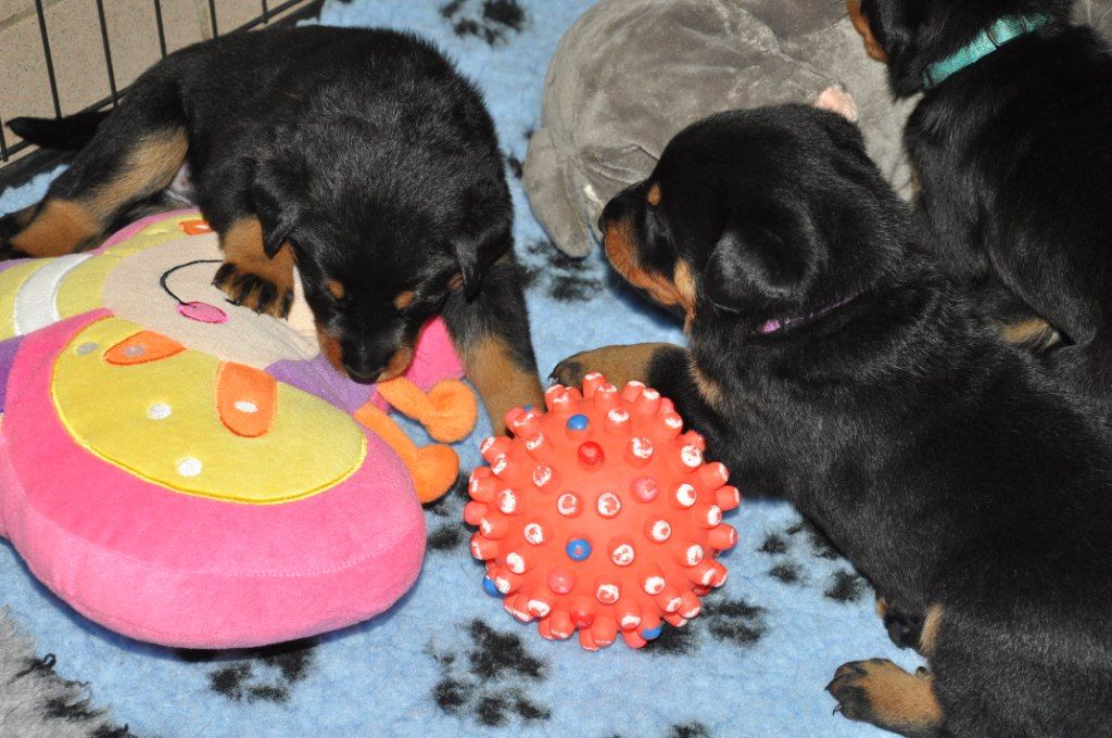 des Gaillards des Terres Froides - L'éveil des chiots et les 1ers jouets