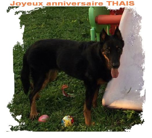 des Gaillards des Terres Froides - Joyeux anniversaire THAIS